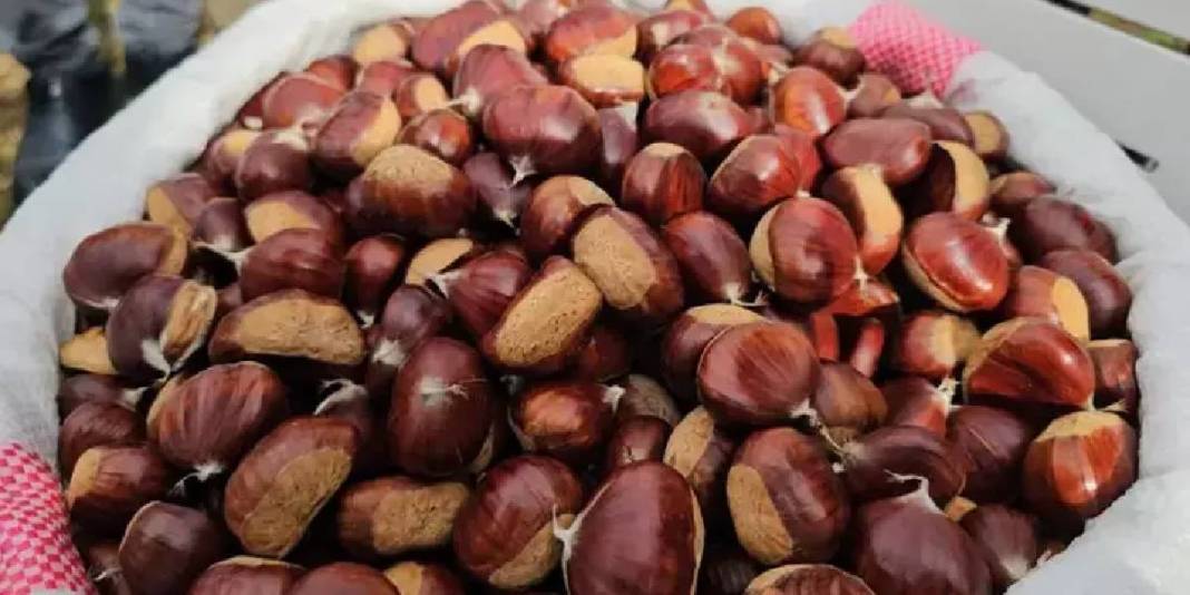 Ağaçtan düşürülüyor, kadınlar tarafından toplanıyor! Zorlu araziden köye yolculuk: Kuyuda 15 gün bekletilip satılıyor 6